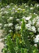 lejardindecarzan.blogs.lalibre.be Carzan