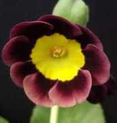 angusplants.co.uk Carzon