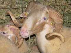 agraria.org Casanovi
