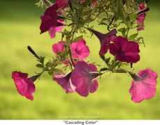 paulscharffphotography.com Cascading