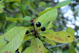 Cascara