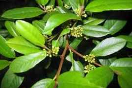 medicalhealthguide.com Cascara
