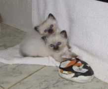 diannesladypawsbirmans.com Casenova
