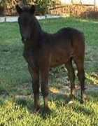 briarfairfarm.com Casenova