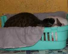 Casie