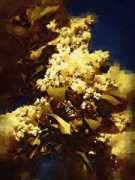 rosesandlilacs.com Casimer