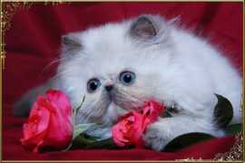 benoma.com Casiopeia