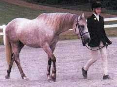 Casja
