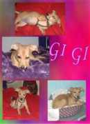 getalifepetrescue.com Casmari