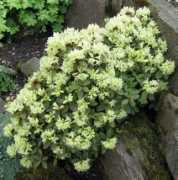 Casmia