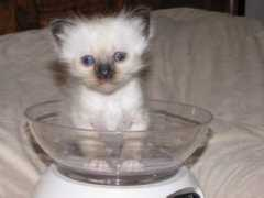 diannesladypawsbirmans.com Casonova