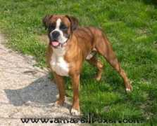 clikkailboxer.com Casperino