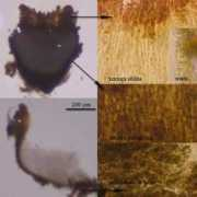 Cassandrae