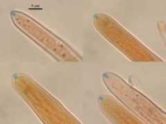 Cassandrae