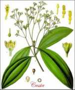 plantguide.org Cassias