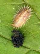 lesinsectesduquebec.com Casside