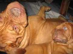 Cassu