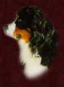 Cassu