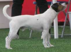 Cassu
