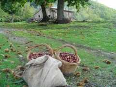 agriturismosorripe.it Castagne