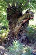 lifeingalicia.com Castania