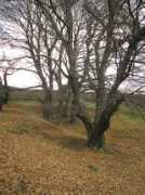 panoramio.com Castanos