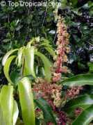toptropicals.com Casturi