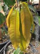 toptropicals.com Casturi