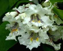 Catalpa