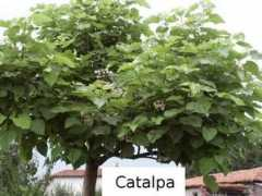 Catalpa