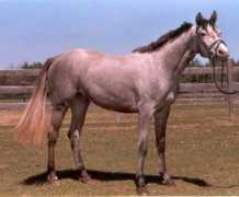 espritequestriancenter.com Catara