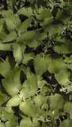 gardeninginarizona.com Cataria