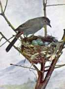 chestofbooks.com Catbird