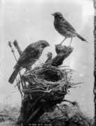 hamiltonhughes.com Catbird