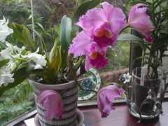 pcc-gardendesign.net Catelea