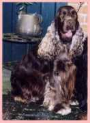 lunasstar.englishcockerspaniel.info Caterra