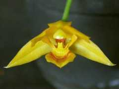 orchidspecies.com Catharino