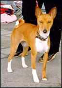 basenji.junix.cz Catiba