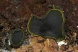 Catinella