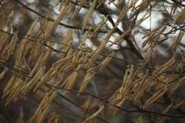 pixalo.com Catkin