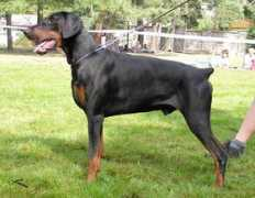 dobermann-review.com Catlea