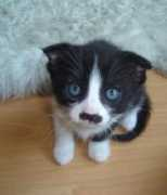 weirdexistence.com Catler