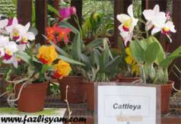 fazlisyam.com Catleya