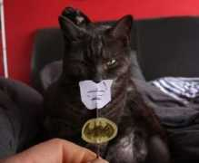 saltmanz.com Catman