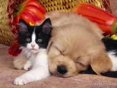 stoneacres.net Catnap