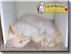 catoftheday.com Catness