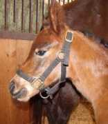 blazesequinerescue.com Catori