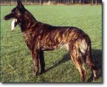 Catro