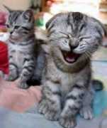 Cats