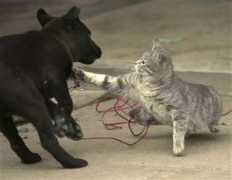 statepolitics.lohudblogs.com Catsanddogs